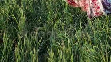 一个年轻的，赤脚的女人，穿着一件<strong>花裙子</strong>，穿过一片绿草如茵，高大的草地。 慢动作